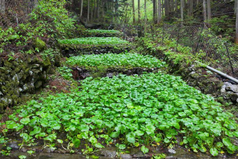山葵 Wasabi