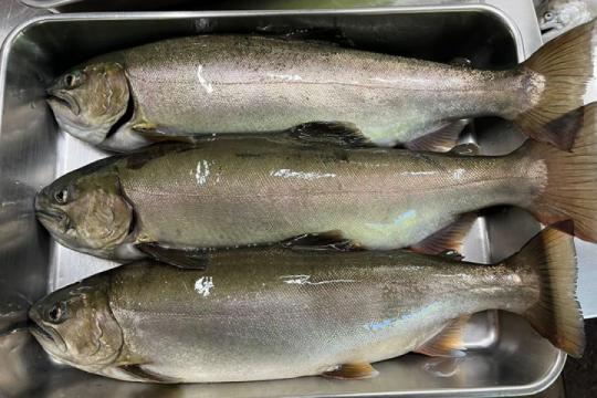 奥多摩やまめ(画像提供:奥江戸水産)